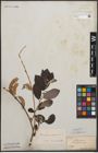 Foto von Salix cinerea L.